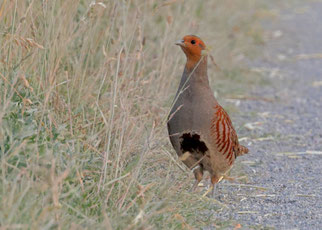Foto: Ulrich Köller, naturgucker.de
