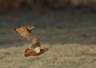 Foto: Annette Alkemade, naturgucker.de
