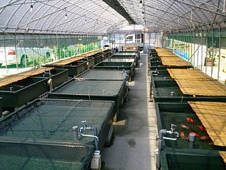 安藤養魚場 施設紹介 森町 安藤養魚場
