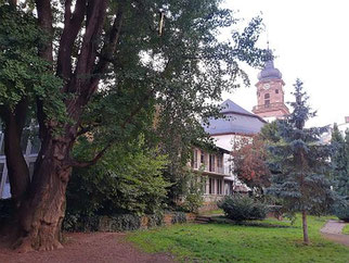 Der Park mit dem alten Ginko