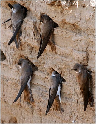 Uferschwalben in einer Brutkolonie. © Dûrzan cîrano. Creative Commons Attribution-Share Alike 3.0 Unported