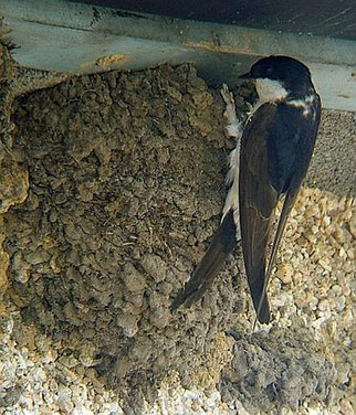 Mehlschwalbe, weiße Kehle, weißer Bürzel, kürzerer Schwanz, Nest mit runder Öffnung. © MPF, Creative Commons Attribution-Share Alike 3.0 Unported