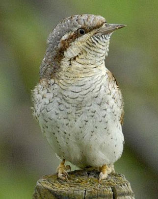 Foto: NABU/Tom Dove