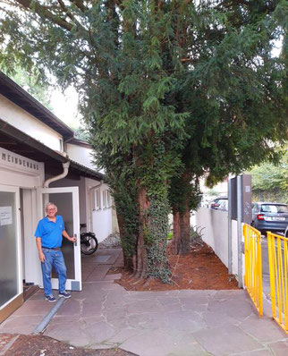 Vorgarten Bereich unter der Eibe