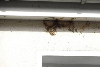 So wie hier an einem Gebäude in Leipzig-Knauthain kommt es leider immer wieder vor, dass Mehlschwalbennester illegal abgeschlagen werden. Foto: Beatrice Jeschke