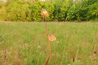 Kleines Wiesenvögelchen. Fotos: Uta Schmidt