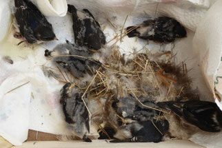 Die Nester dieser Schwalben wurden in Oschatz abgeschlagen. Nicht alle Pfleglinge überlebten den Absturz. Das Team der Wildvogelhilfe des NABU Leipzig kümmert sich um die Pfleglinge. Foto: Karsten Peterlein