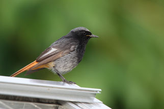 Hausrotschwanzmännchen, Foto: Frank Derer