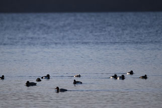 In der Bildmitte die Eisente / Foto: Lara Schiffbauer