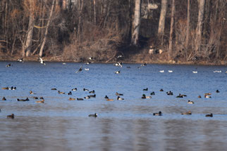 Viel Betrieb auf dem Wasser / Foto: Lara Schiffbauer
