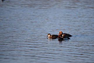 Kolbenenten / Foto: Lara Schiffbauer