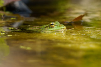 Ein Teichfrosch im NABU-Tümpel.  (c) NABU Vaihingen