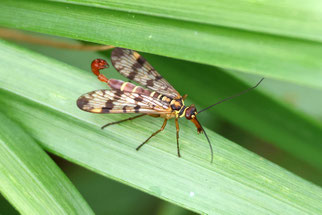 Skorpionsfliege (Foto: Ralf Ehben)