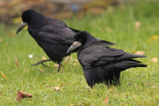 Saatkrähen (Foto: NABU/Plantage Deula)