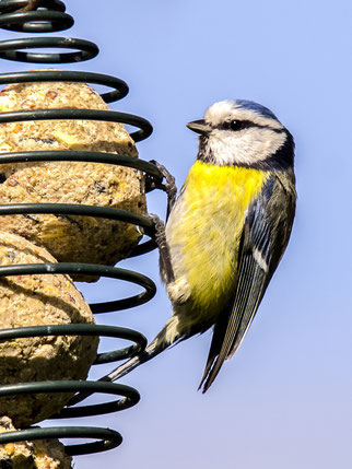 Gesunde Blaumeise an Knödelhalter. Foto Kathy Büscher