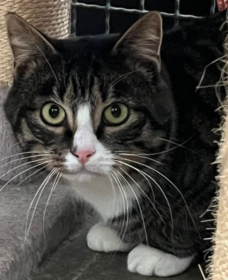 Alfred – Sehr scheuer Kater sucht ruhiges Zuhause mit Freigang