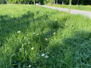 vor der Mahd
