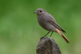 Hausrotschwanz-Weibchen. - Foto: Frank Derer