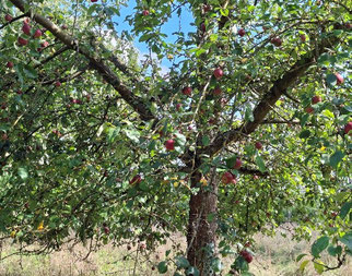 Apfelbaum