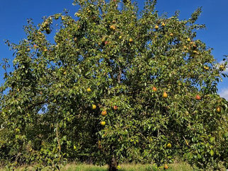 Birnenbaum