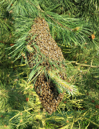 Bienenschwarm im Mai 2016