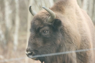 Wisent, Fotos ©KBenedickt