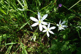 Doldiger Milchstern, Ornithogalum umbellatum, Foto: ©KBenedickt