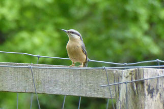 Kleiber sitta, europaea, Foto: ©KBenedickt 