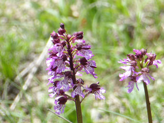 Purpurknabenkraut, orchis purpurea 