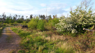 Windwurffläche, Foto: ©KBenedickt