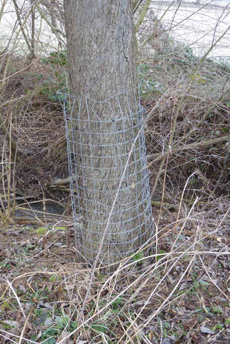 Schutz gegen Biberfraß, Foto: ©KBenedickt