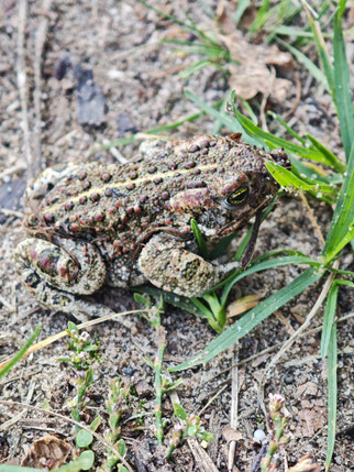 Kreuzkröte, epidalea calamita: Foto  ©FWolf