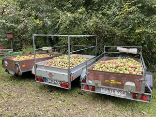 Drei Hänger Äpfel wurden zu Apfelmost verarbeitet
