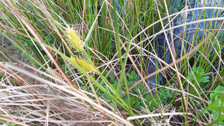 Schnabel Segge, carex rostrata, Foto: ©KBenedickt
