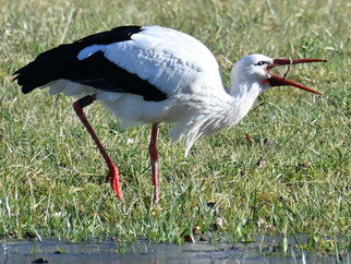 Weißstorch mit Beute, Foto: H. Schwarting