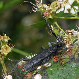 Kleiner Eichenbock, cerambyx scopolii, Foto: ©HSchwarting