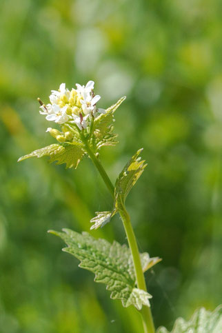 Knoblauchrauke, alliaria petiolata, ©GSedlak
