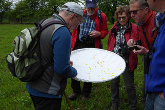 Blick auf das Klopfnetz, Foto: ©KBenedickt