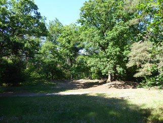 Dünen- und Heidekrautflächen
