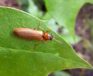 Schnellkäfer zahnhalsiger, denticollis linearis, Foto: ©FWolf 