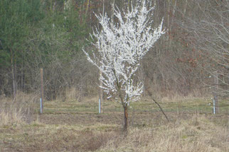 Schlehdorn (prunus spinosa), Foto: ©KBenedick