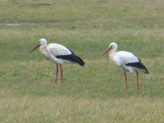 Weißstorch, ciconia ciconia, Foto: K.Benedickt