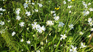 Echte Sternmiere, stellaria holostea , Foto: ©KBenedickt