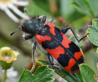 Zottiger Bienenkäfer, trichodes alvearius, Foto: ©Hschwarting