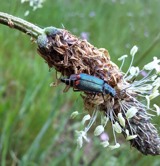 Scheinbock-Käfer, unident ischnomera, Foto: cyanea ©FWolf 