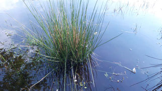 Flatterbinse, juncus effusus, Foto: ©KBenedickt