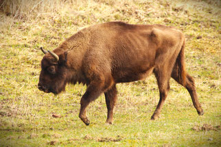 Europäischer Wisent (bos bonasus), Foto: ©KBenedickt