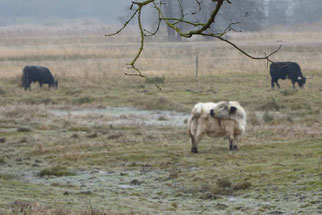 Hochlandrinder, Foto: ©KBenedickt
