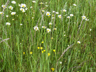 Blühpflanzen der Rodauwiesen