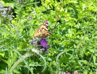 Distelfalter, vanessa cardui , Foto: ©KBenedickt